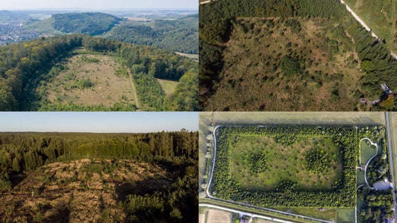 Collage of four aerial photographs of the oak forest