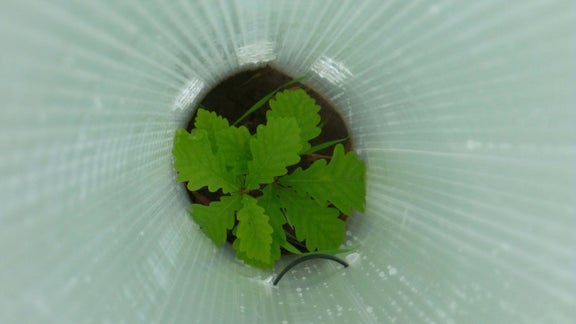 A seedling in a weather protection