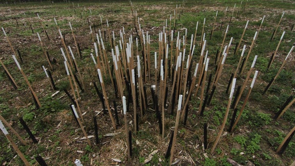 Sticks as markers in the ground