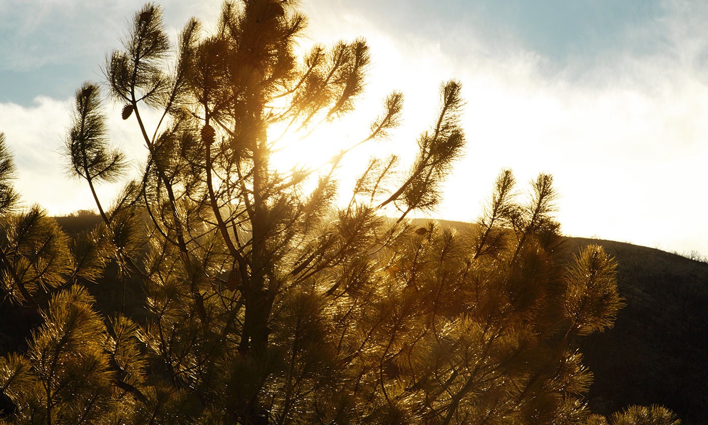 dvärggran i motljus