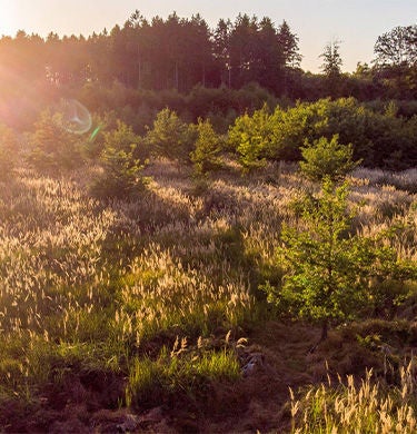 Sun shines on the Kösching forest