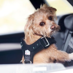 Foto de una correa para perros de los Accesorios Originales Audi. 