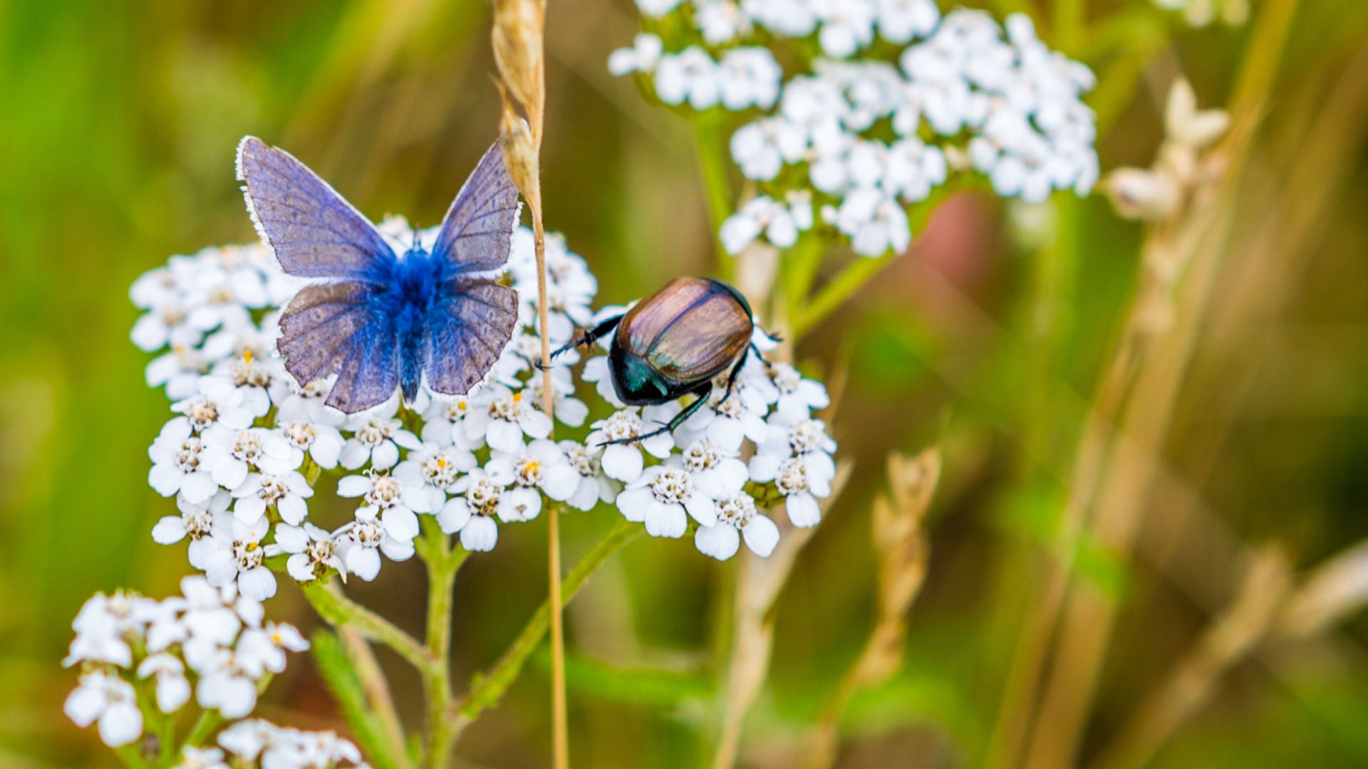 Butterfly and beetle on a flower