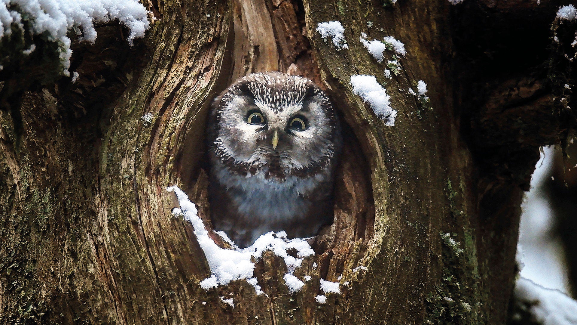 Eine Eule betrachtet von Ihrer Baumhöhle aus die Umgebung.