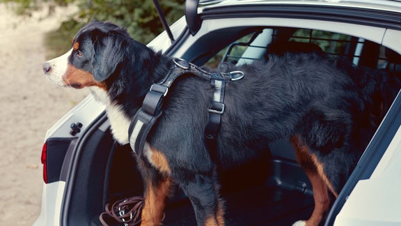 Harnais de sécurité pour chien