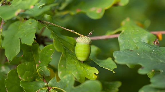 An acorn between leaves