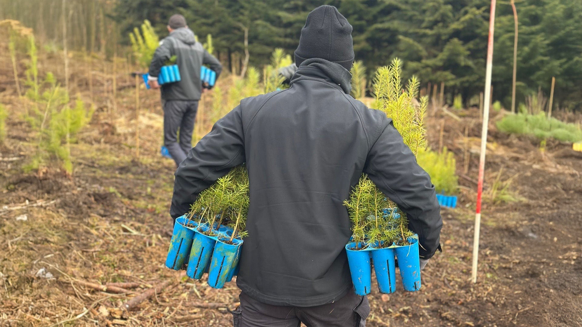 Person in dark clothing carrying several seedlings in blue containers over a reforested area with young trees.