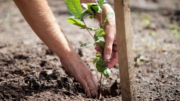 A person plants something in the ground