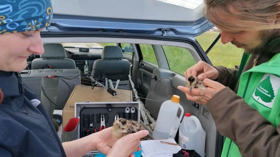 Brachvogelküken wird versorgt