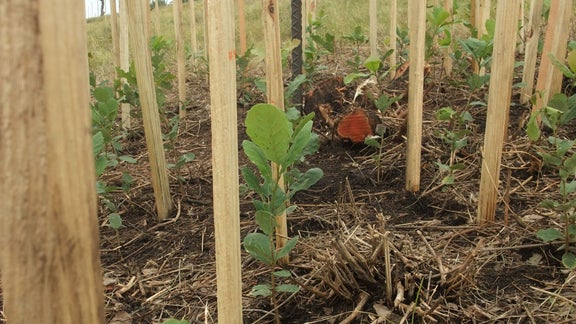 Seedlings in the soil