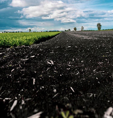 Paludiculture Agricultural area