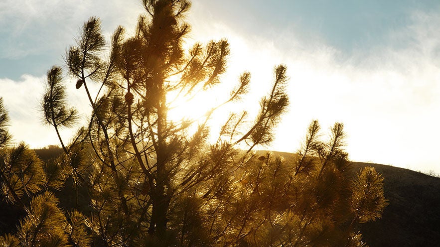 Cash Allowance / PCP