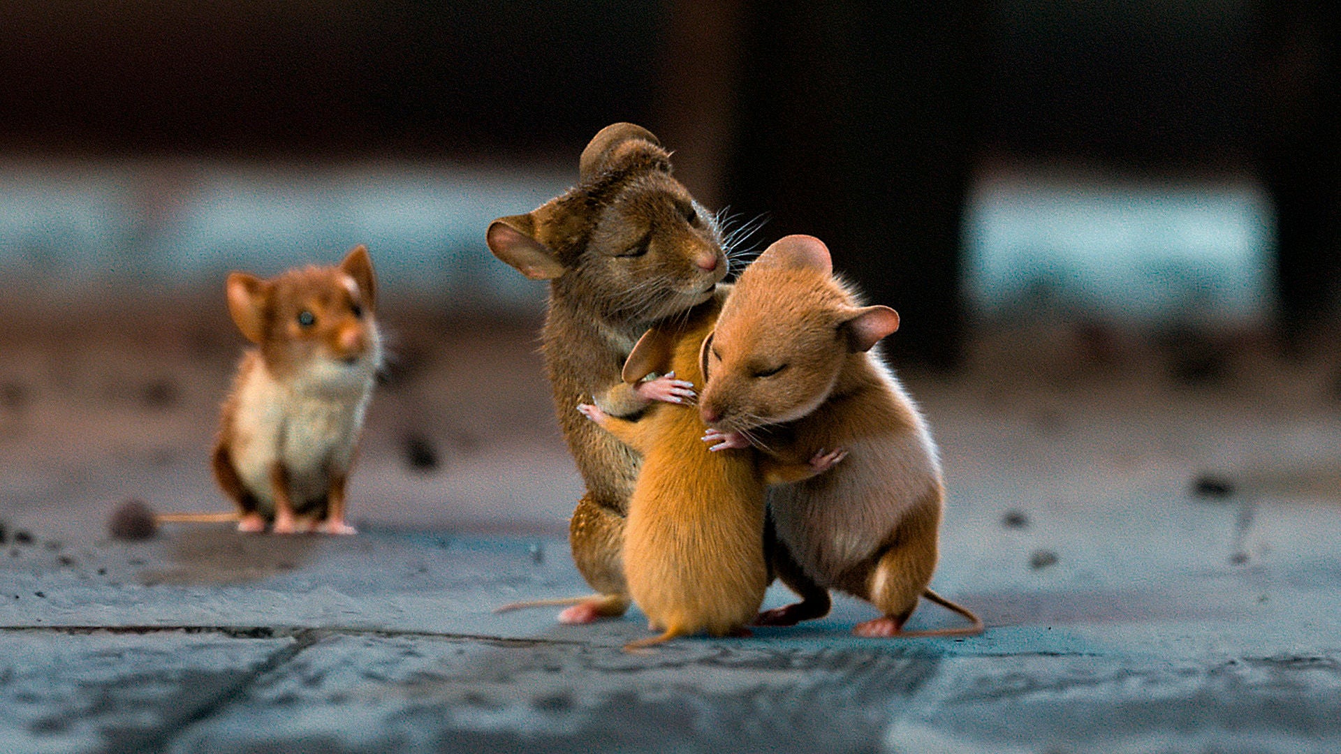 Eine kleine Mäusefamilie umarmt sich herzlich.