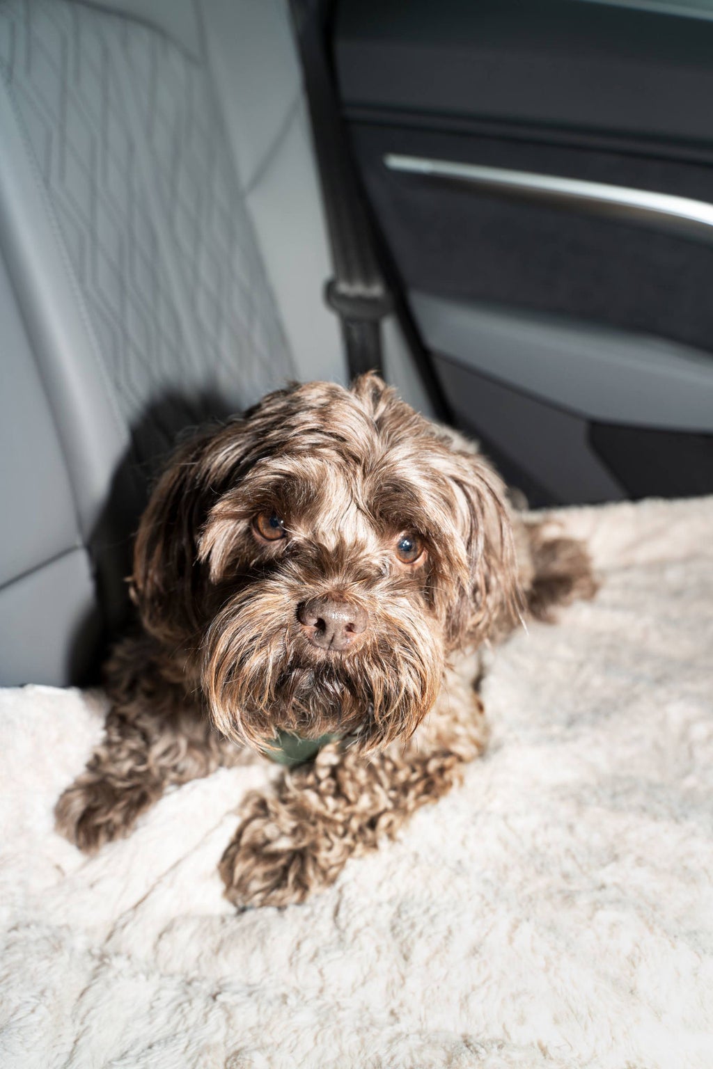 Le chien Bommel assis sur la banquette arrière de l'Audi Q8 e-tron.