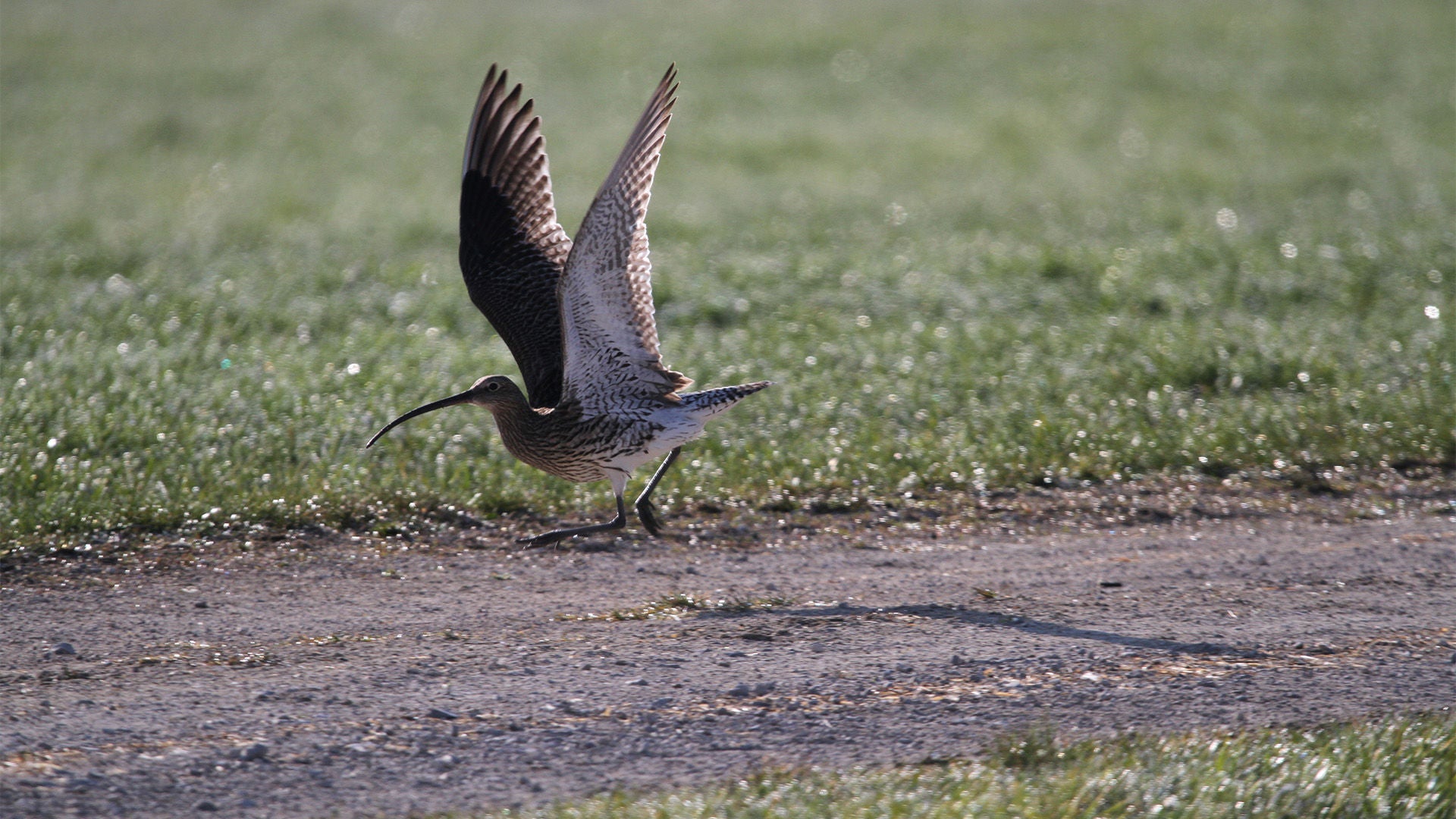 Eurasian Curlew on the ground spreads its wings.
