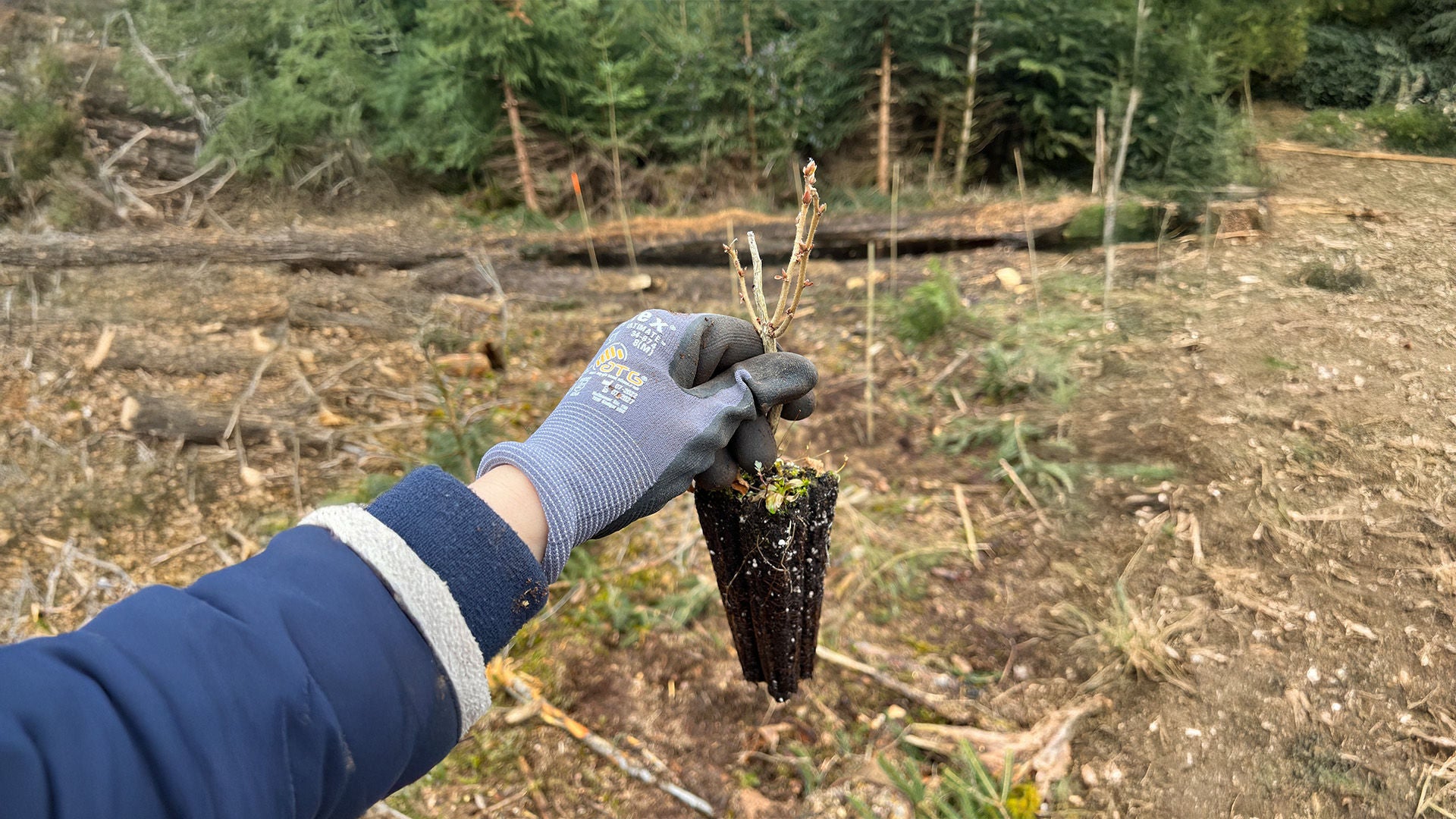 Hand mit Handschuh hält einen kleinen Setzling mit wurzelbedecktem Erdreich vor bewaldetem Hintergrund.